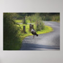 Search for wild turkeys posters Birds