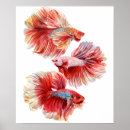 Search for betta posters Blue