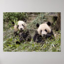 Search for bamboo posters Cute