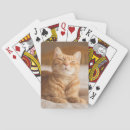 Search for cat playing cards Kittens