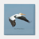 Search for pelicans magnets Nature