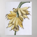 Search for pierre joseph redoute posters Botanical
