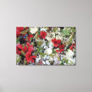 Search for white daisy canvas prints Close up