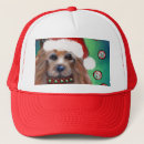 Search for silky hats Terrier