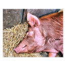 Search for pig gifts Cute