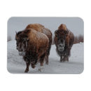 Search for full length magnets Consumerproduct