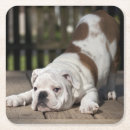 Search for bulldog coasters Photography