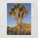 Search for kevin postcards Usa