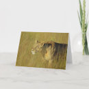 Search for big cat predators cards Feline