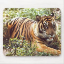 Search for sumatran electronics Tiger