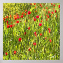 Search for field day posters Poppies
