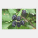 Search for blackberry stickers Garden