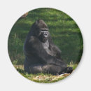 Search for silverback gorilla magnets Animal