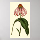 Search for vintage botany posters Plant