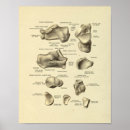 Search for antique human anatomy posters Bones