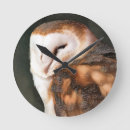 Search for birds clocks Owls