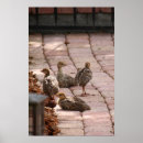 Search for cute chick posters Nature