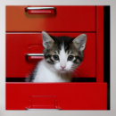 Search for peek posters Kitten