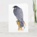 Search for hawk birthday cards Peregrine