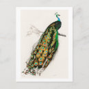 Search for indian peafowl postcards Charles dessalines d' orbigny
