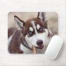Search for alaskan malamute mousepads Siberian husky