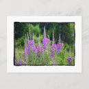 Search for swiss alps postcards Flowers