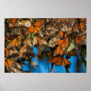 Search for migrate posters Butterfly