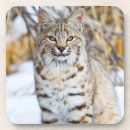 Search for lynx coasters Carnivore