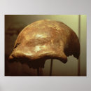 Search for primitive man posters Hominid