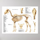 Search for posters Equine