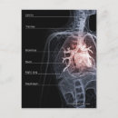 Search for respiratory system postcards Human