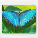 Search for morpho butterfly electronics Insect
