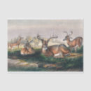 Search for wolf tissue paper Landscape