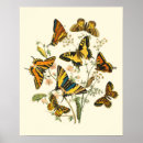Search for vintage butterfly posters Insects