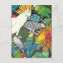 Search for lovebirds postcards Conure
