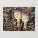 Search for common postcards Forest