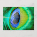 Search for peacock feathers postcards Green