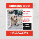 Search for missing flyers Dog