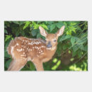 Search for deer fawn stickers Wildlife