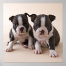 Search for puppy posters Togetherness