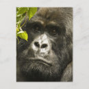 Search for mountain gorillas postcards Primate