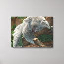 Search for koala canvas prints Animals