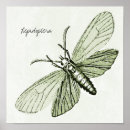 Search for insect posters Cool