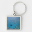 Search for great barrier reef key rings Travel
