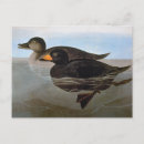 Search for audubon postcards Birds of america