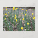 Search for daffodils postcards Wild