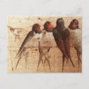 Search for swallow birds art postcards Wildlife