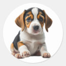 Search for beagle puppy stickers Pet