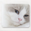 Search for ragdoll cat electronics Animal