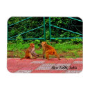 Search for new magnets Souvenir